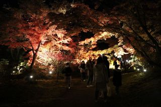 紅葉と建物をライトアップ 福山・神勝寺　29、30日に今秋最後の夜間拝観