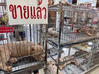 ペットブームのバンコク、犬猫登録制導入へ　経済発展と少子化で人気も飼育放棄問題化