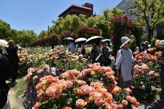 福山・ばら公園７０年記念で苗無料配布　市が３品種、予約希望者募る