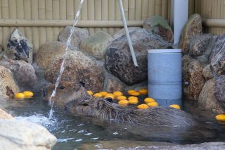 冬至 岡山県内は暖かい一日　カピバラもゆず湯でほっこり