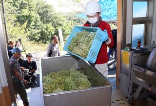 特産アレキでワイン仕込み始まる　倉敷 ふなおワイナリー 来夏9000本出荷