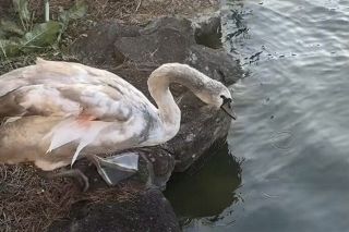 幼鳥不明、情報提供を　美作・大芦高原 奥池のコブハクチョウ