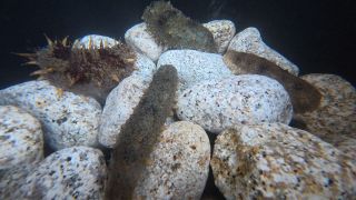 ナマコ産卵場調査や生産設備増強　広島県 瀬戸内海の漁獲量安定化へ