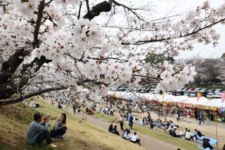 さくらカーニバル ピンクの並木とグルメ満喫　岡山・旭川河川敷、花見客が撮影や食べ歩き満喫