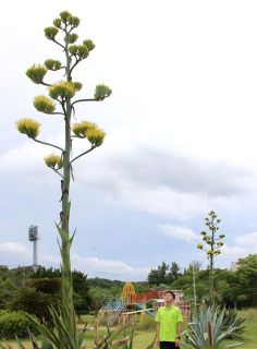 玉野でリュウゼツラン開花　３年連続しかも２株同時に