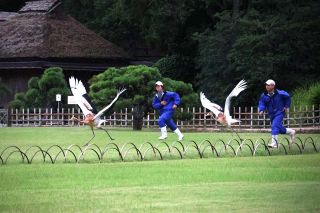 後楽園で飛行訓練、園内散策の担い手に　５月生まれのタンチョウ２羽