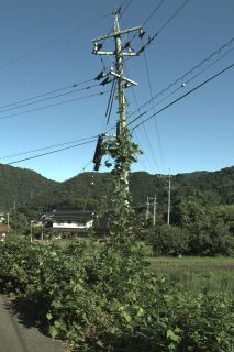 植物絡んだ電柱の写真送って　停電要因発見へ中国電力ネットワーク