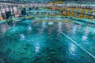 陸上養殖サーモン、血液から鉄剤開発へ　静岡県、大学や企業と連携