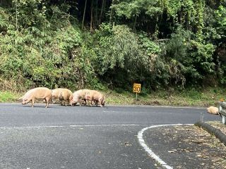 ブタ１０匹逃走 運搬中のトラックから　岡山市内の県道