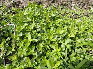 矢掛で地球上最悪の侵略植物確認　県内２例目、特定外来生物の水草