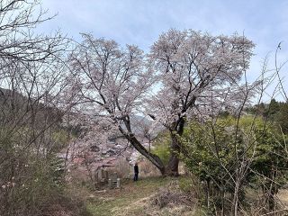 吹屋、宇治地区の一本桜巡って　高梁の住民団体 グーグルマップでＰＲ