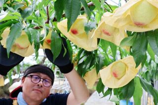 温室桃「はなよめ」初夏の味覚　県内唯一栽培・勝央で出荷開始