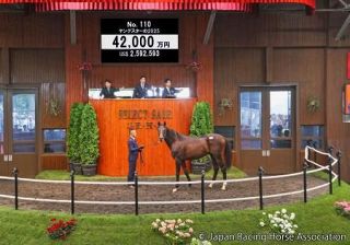 落札総額３３４億円超　競走馬セールで過去最高