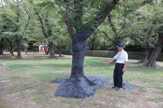特定外来生物クビアカツヤカミキリ　岡山県内で初確認　後楽園の桜など３本