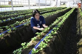 イチゴ王国の土台支える、唯一の公的研究所　新品種開発から生産者サポートまで、栃木