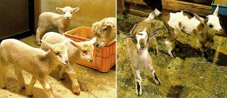 ヒツジ、ヤギの赤ちゃん相次ぎ誕生　赤磐・ドイツの森でベビーラッシュ