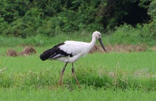 気品あるコウノトリ　笠岡・新山地区に飛来