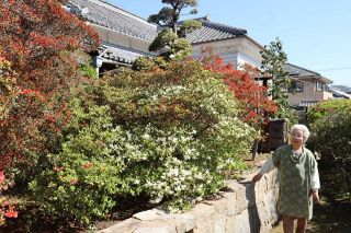 伝統建築彩る赤や白　浅口・姫井家住宅でツツジ見頃