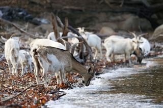 笠岡諸島編（２）白い集団　置き去りにされた家畜ヤギ