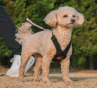 気管圧迫を低減し、散歩を楽しく　アニフル、犬用ハーネスの新製品