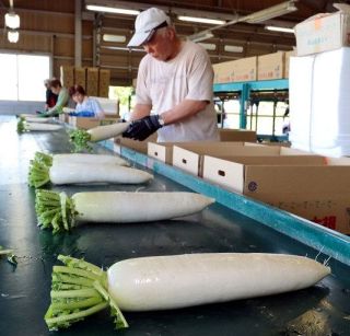「ひるぜん大根」出荷本格化　真庭 甘く、みずみずしく