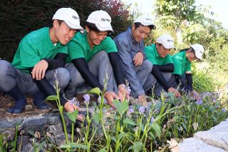 絶滅危惧のミズアオイ開花　興陽高の実習園で一般公開