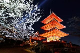 夜桜が彩る京都・清水寺の舞台　ライトアップ、まだつぼみ