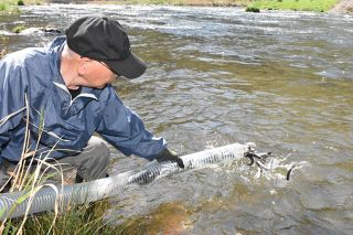 大きく育て稚アユ放流 真庭で計５７万匹　６月の漁解禁向け旭川中央漁協 