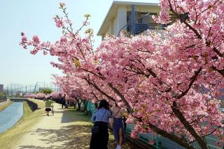 鮮やかピンク カワヅザクラ見頃　倉敷川沿い 現在は満開状態