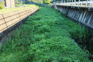 地球上最悪の侵略植物 既に定着か　岡山・矢掛の大渡川、広範囲に繁茂
