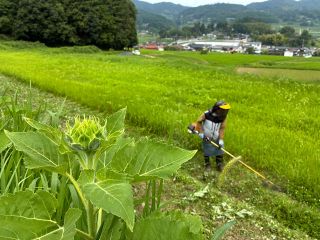 吉備中央に観光ヒマワリ畑　商工会青年部有志、８月上旬開花