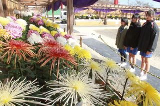 赤、白、黄 大輪３６５鉢魅了　備前長船菊花展 愛好家が力作出品