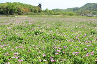 レンゲにちなんだ祭りや写生大会　２９日～５月６日、総社・備中国分寺周辺