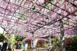 県天然記念物「阿知の藤」見頃　倉敷 ２５、２６日に藤見の会