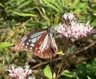 旅するチョウに思い託す　里庄町の佐藤さん 交流施設にフジバカマ
