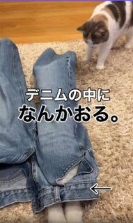 「デニムの中に、なんかおる」侵入者と調査員、姉妹ねこの可愛すぎる攻防戦「まるでコント」