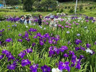 玉野の山田ハナショウブ園 ２０年の歴史に幕　２１日まで、住民有志が丹精
