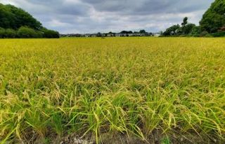 ２５年コメ生産、２９道県で増加　異例判断、価格高騰回避も