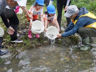 稚アユ大きく育って　岡山・御津で園児と漁協放流