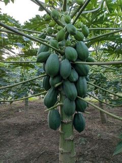 松田工業、パパイア栽培に注力　スーパー販売や加工品開発へ