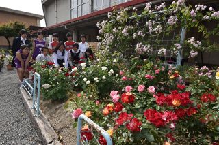 福山「ばら花壇コンクール」入賞７０件　大賞は初選出の一ツ橋中など９件