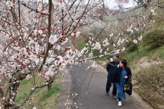 春告げる２千本見頃　津山・梅の里公園 今週末ピーク