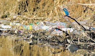 【命の詩】カワセミ　“清流の宝石”　ごみの川辺に