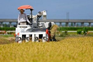 ２６年産新米、大幅値下がりへ　ＪＡ前払い金２～４割下落