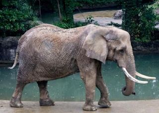 アフリカゾウの老後豊かに　還暦メアリー、国内最高齢　仙台・八木山、飼育工夫