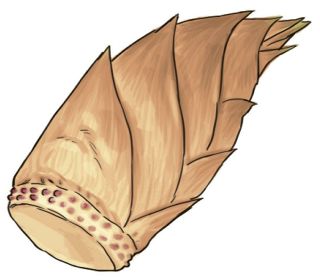 【食材ノート】タケノコ　料理は部位で使い分け