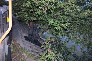 外来カミキリ 早期駆除、定着防止に全力　岡山県初確認に関係者緊張
