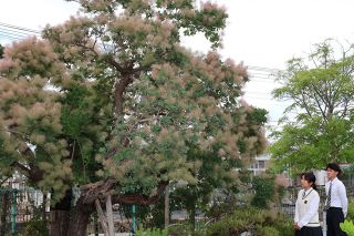 〝もくもく〟初夏の訪れ告げる　　岡山・興陽高でスモークツリー見頃