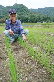【いま、伝えたい 西日本豪雨７年】（３）復活の農地 次世代へ　服部営農組合代表の水川實夫さん（８１）＝倉敷市真備町服部