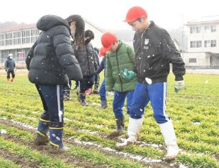 昔ながらの麦踏みを体験　高梁・宇治小の児童ら